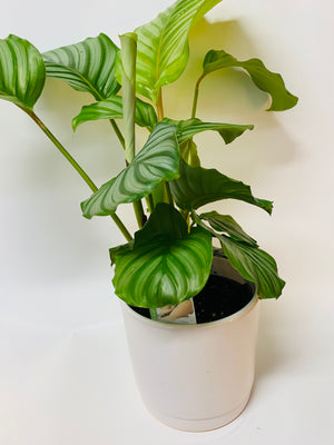 Indoor Green house plant