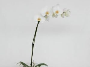 Phalaenopsis Orchid Plant in Glass Vase