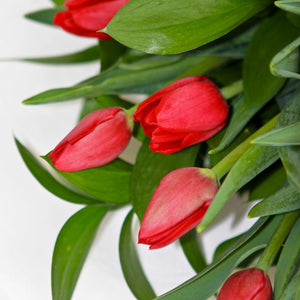 Tulips / Seasonal winter / Spring