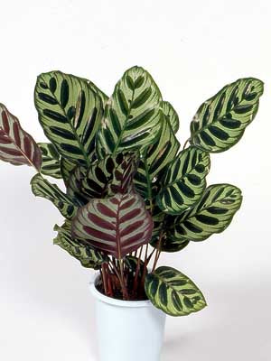 Indoor Green house plant